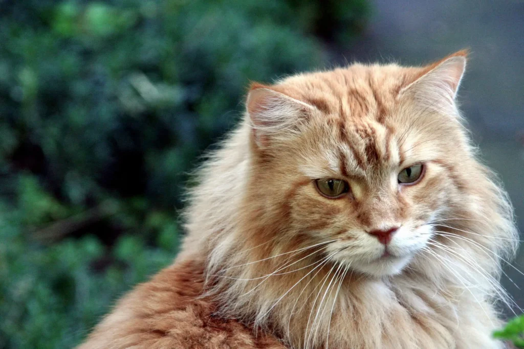 What Is The Temperament Of A Maine Coon?